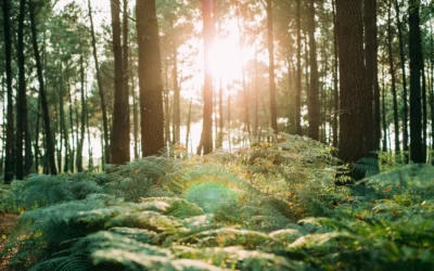 Spectacle de fin d&rsquo;année  » PRIMAL »